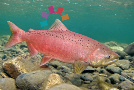 All About Salmon - SD57 Non-Instructional Day Event