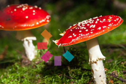 MycoMap BC: How DNA is revealing British Columbia’s Hidden Fungal Diversity