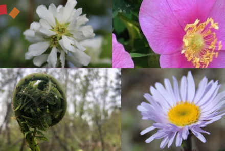 Native Plants of Northern BC